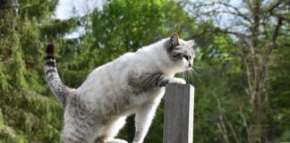 Na czym polega praca Agile?