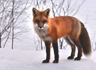 Czy zwierzęta potrafią liczyć?