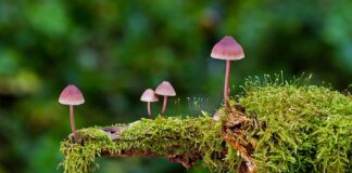 Jakie są rodzaje ogniw?