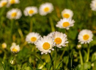 Co to znaczy rozwinięte umiejętności interpersonalne?