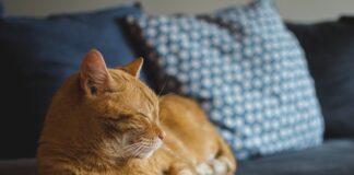 Jakie umiejętności miał Rudy?