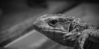 Jak monitorować realizację podstawy programowej w szkole?