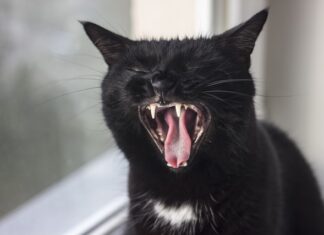 Czy jeśli ktoś o nas myśli to nam się śni?